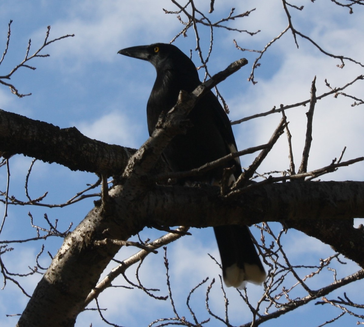 Pied Currawong - ML104155821