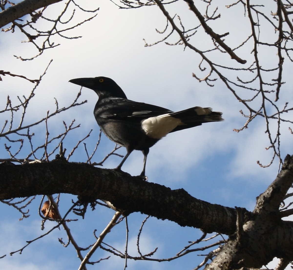 Pied Currawong - ML104155831
