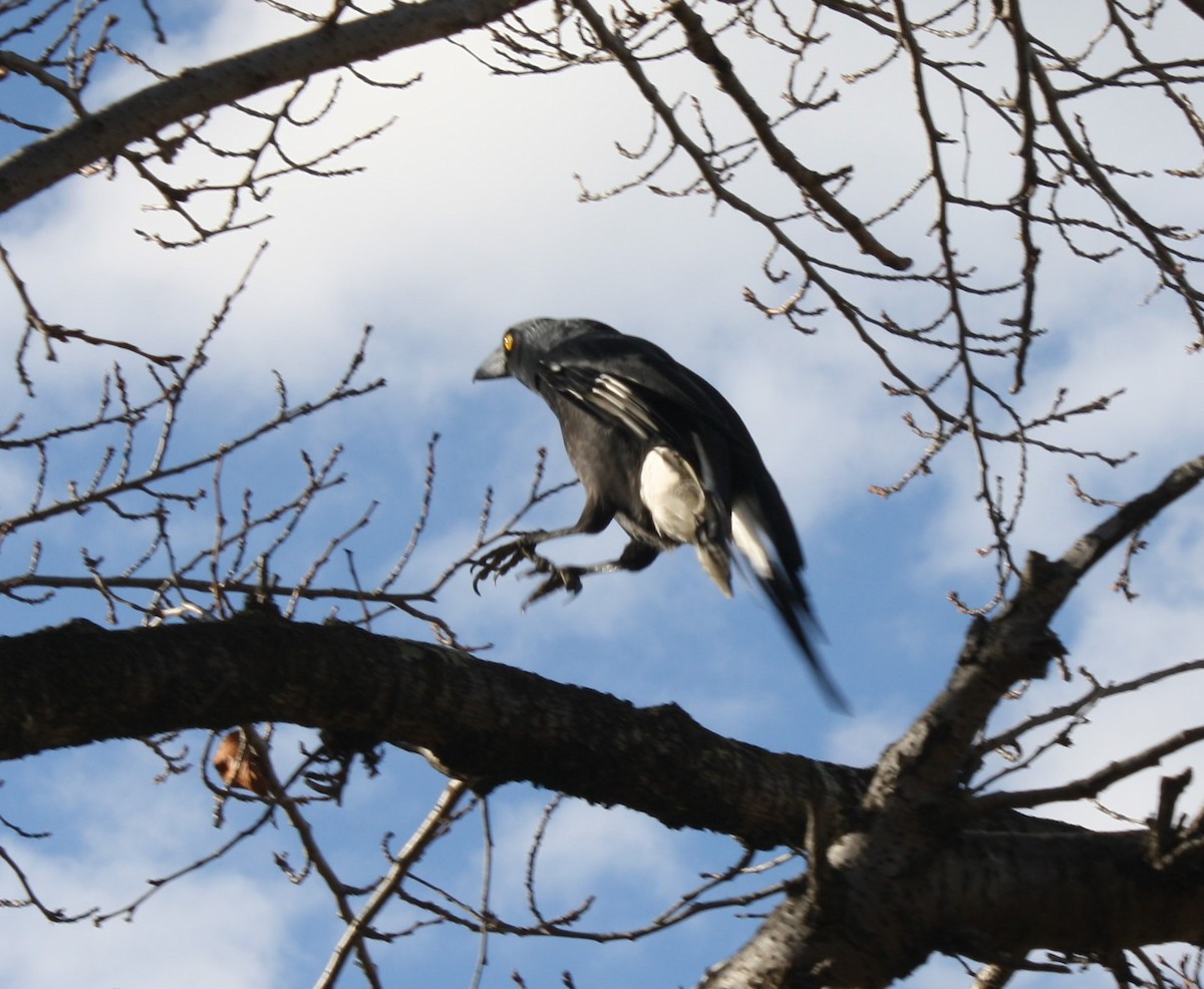 Pied Currawong - ML104155841