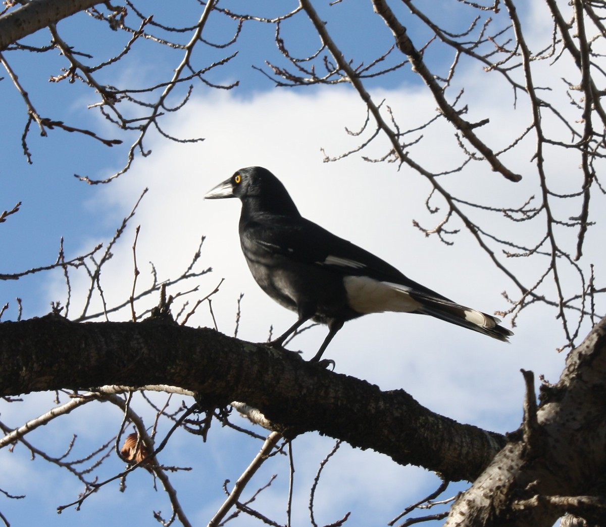 Pied Currawong - ML104155851