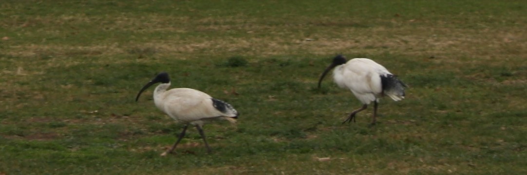 Australian Ibis - ML104155881