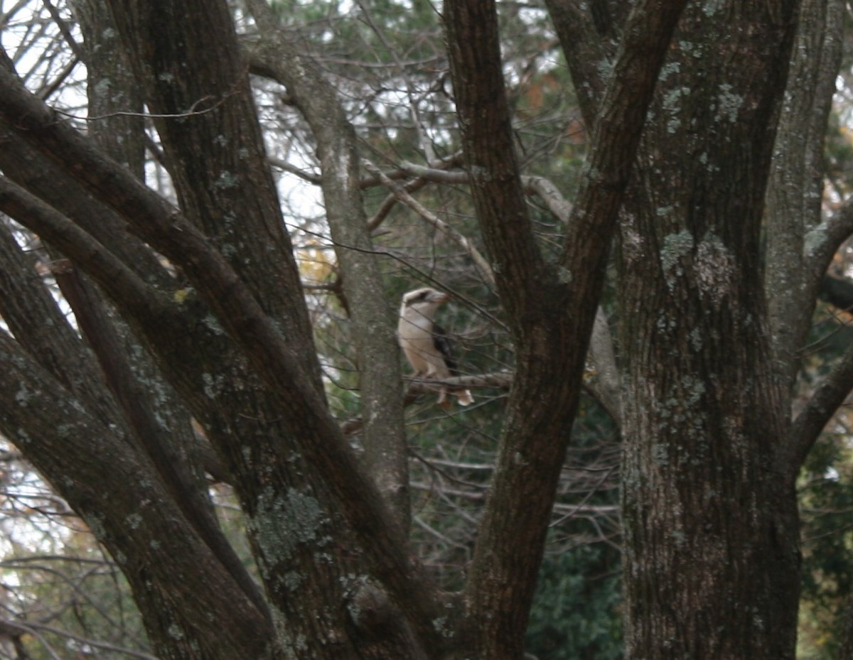 Laughing Kookaburra - ML104155891