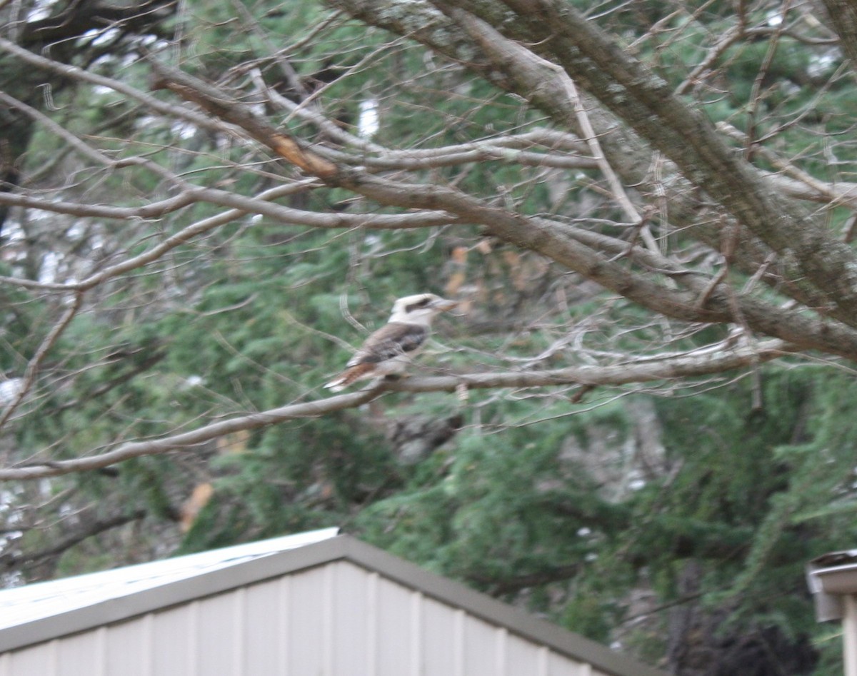 Laughing Kookaburra - ML104155901