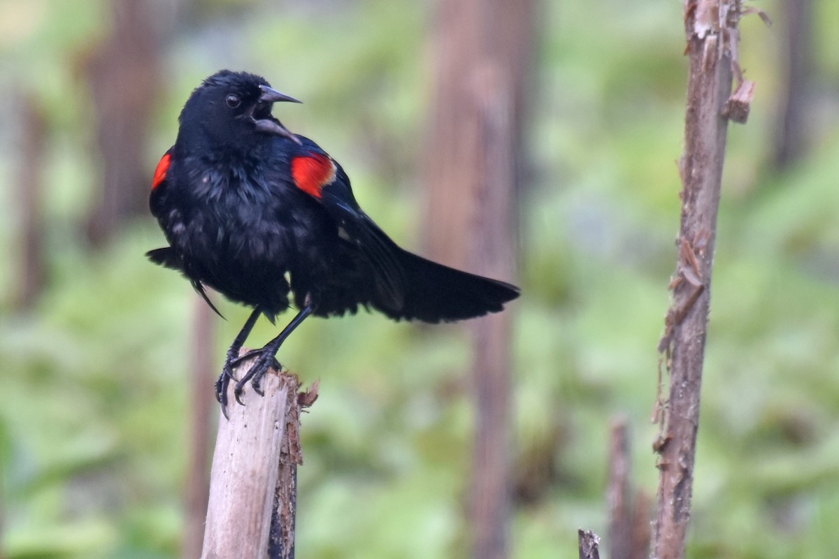 Red-winged Blackbird - ML104157321