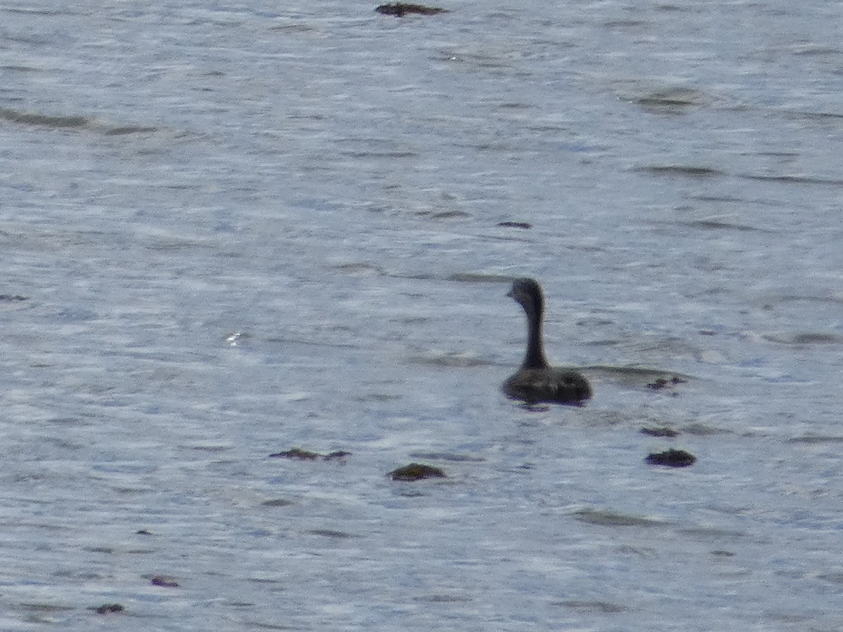 Hoary-headed Grebe - Nick Lambert