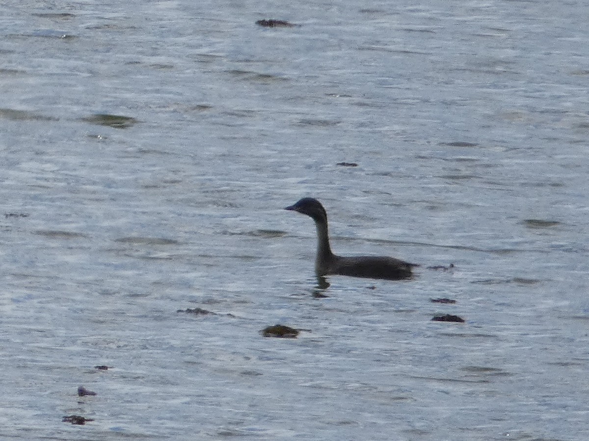 Hoary-headed Grebe - Nick Lambert