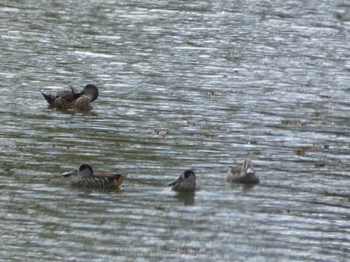 Pink-eared Duck - Nick Lambert