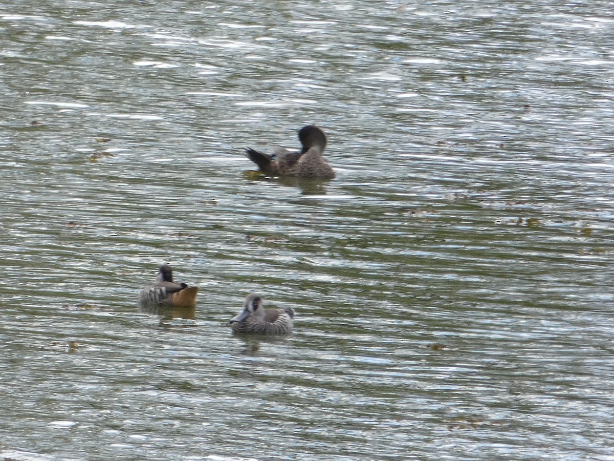 Pink-eared Duck - Nick Lambert