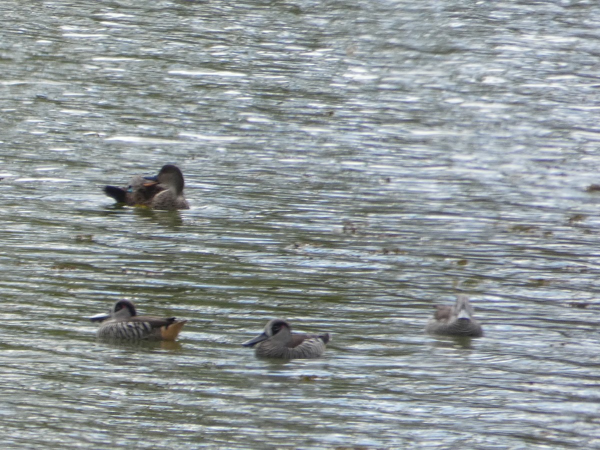 Pink-eared Duck - Nick Lambert