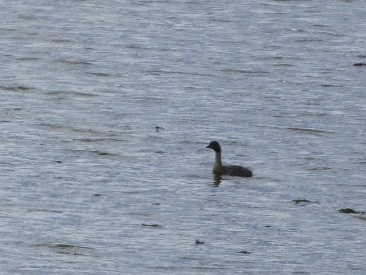 Hoary-headed Grebe - Nick Lambert