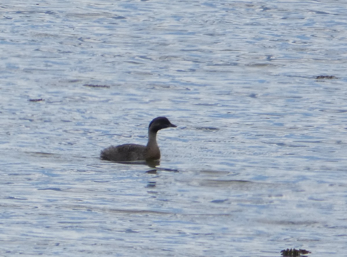 Hoary-headed Grebe - Nick Lambert