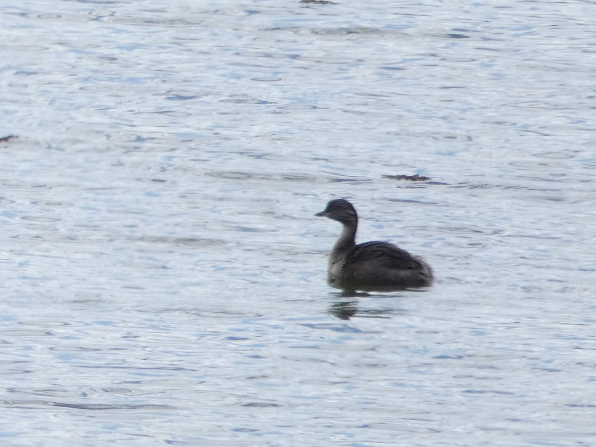 Hoary-headed Grebe - ML104157641