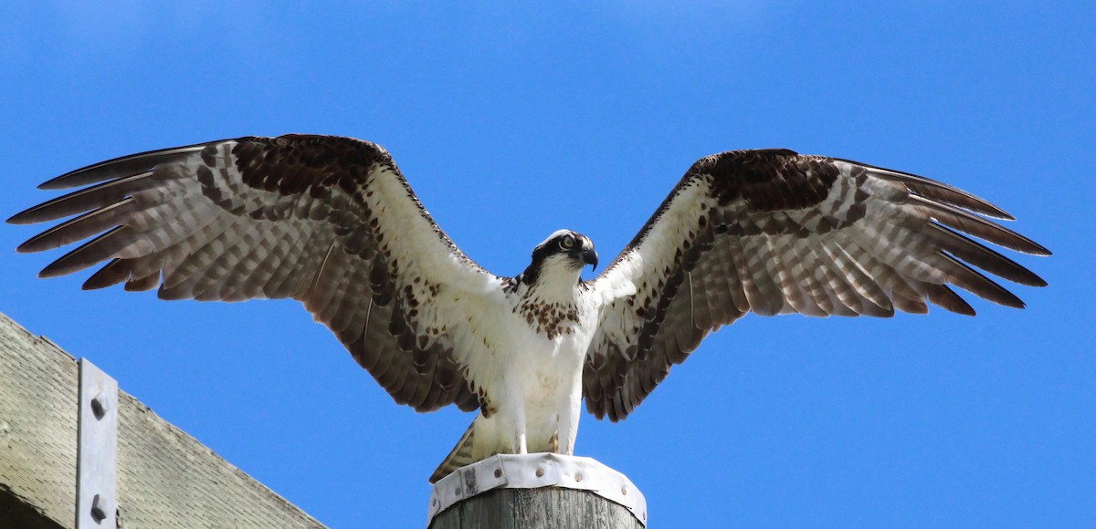 Águila Pescadora - ML104159841