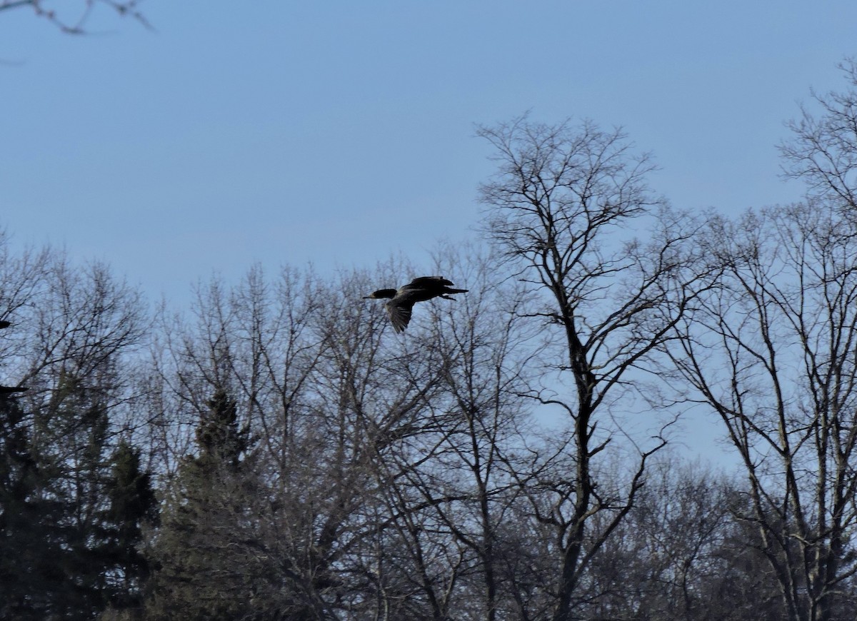 Double-crested Cormorant - ML104160051