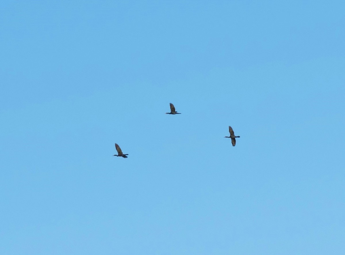 Double-crested Cormorant - ML104160061