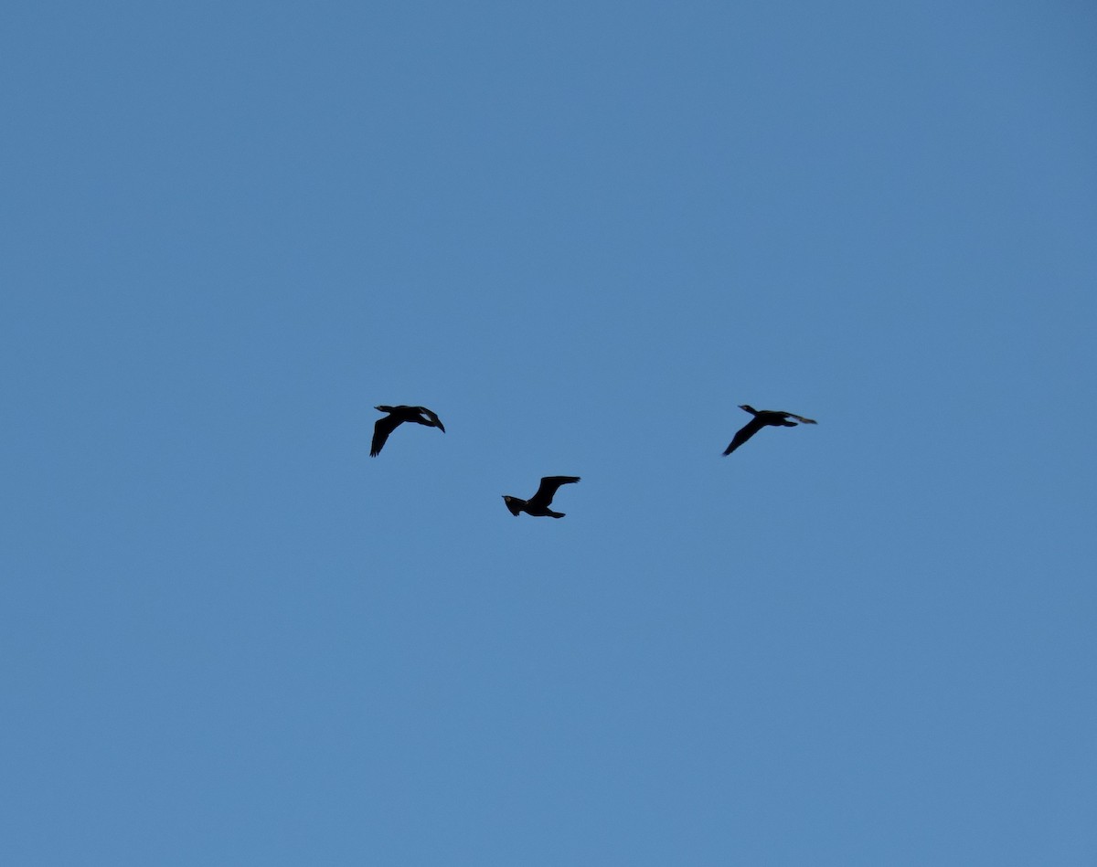 Double-crested Cormorant - ML104160071
