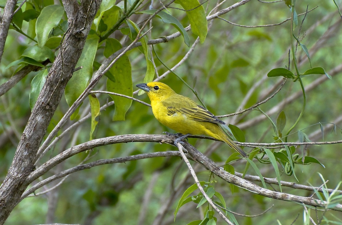 Hepatic Tanager - Marcos Eugênio (Birding Guide)