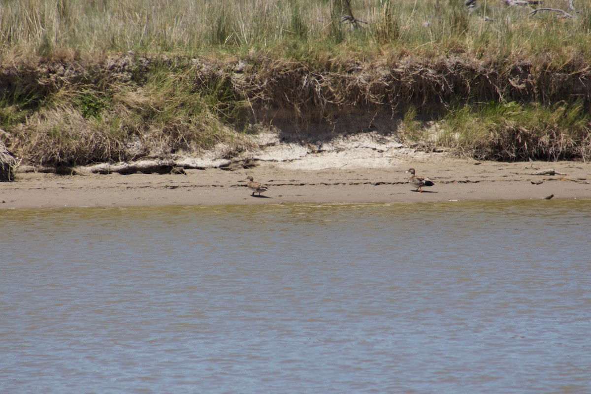 Gadwall - ML104161831