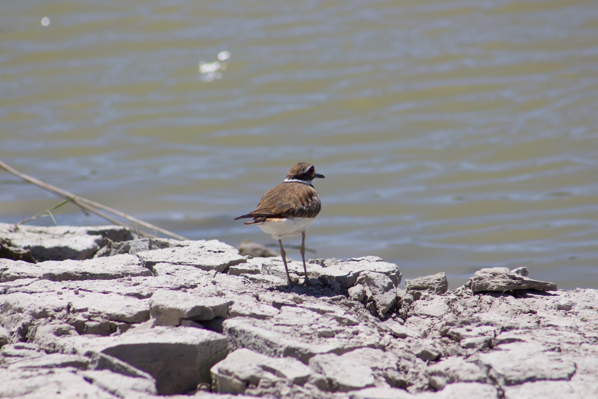 Killdeer - ML104161901