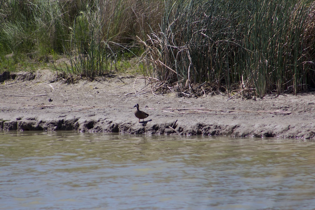 Blue-winged Teal - ML104162081