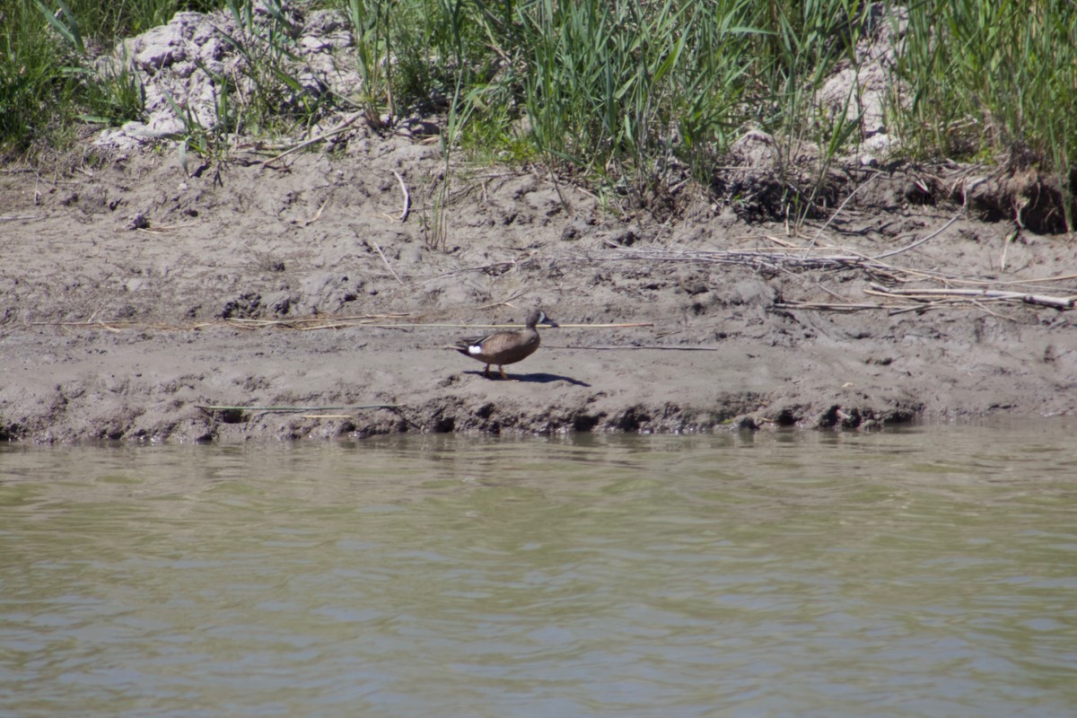 Blue-winged Teal - ML104162111