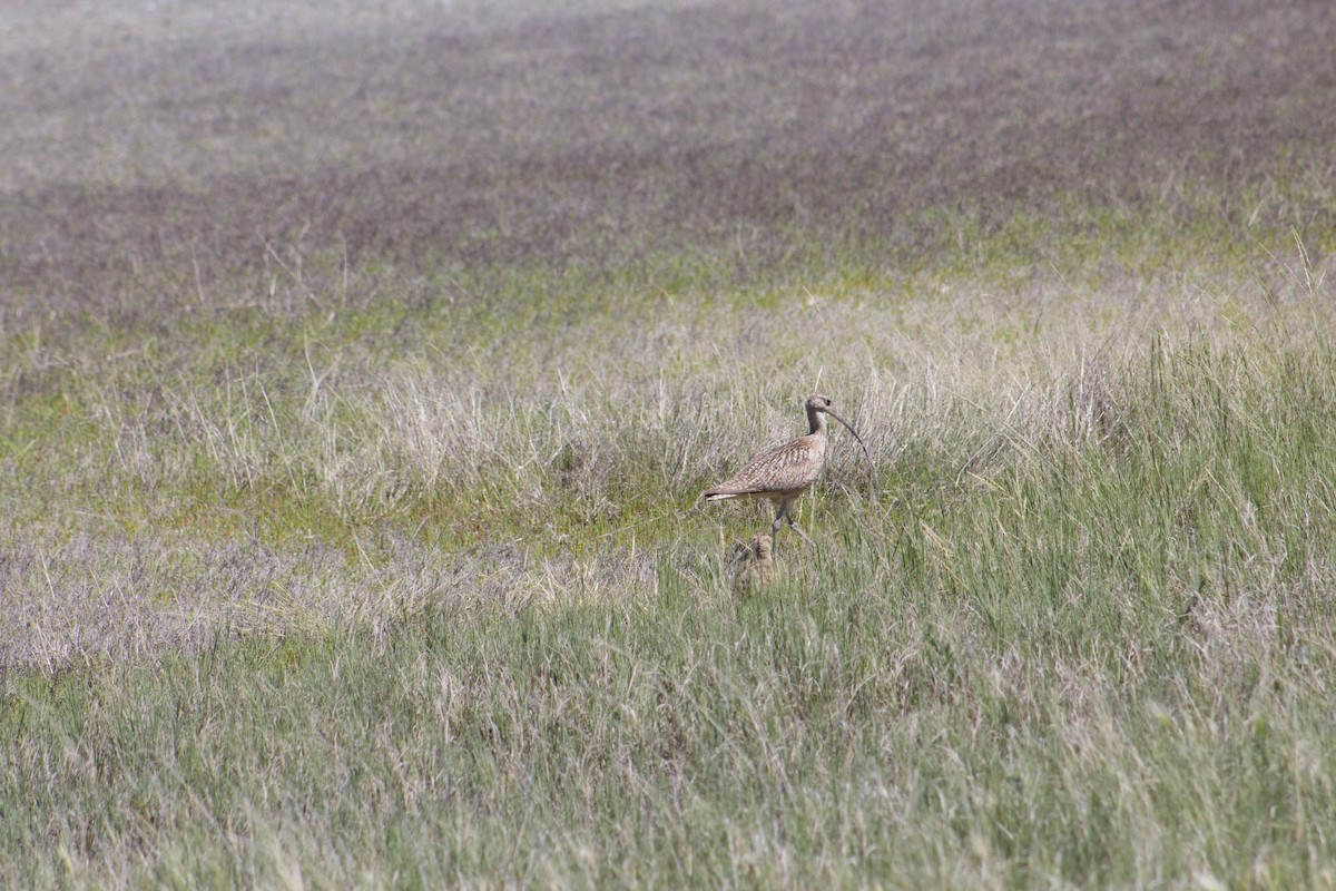 Long-billed Curlew - ML104162321