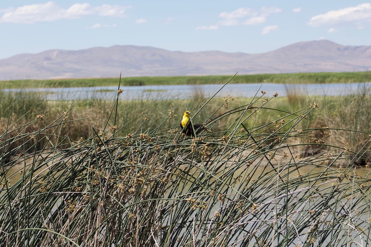 Yellow-headed Blackbird - ML104162381