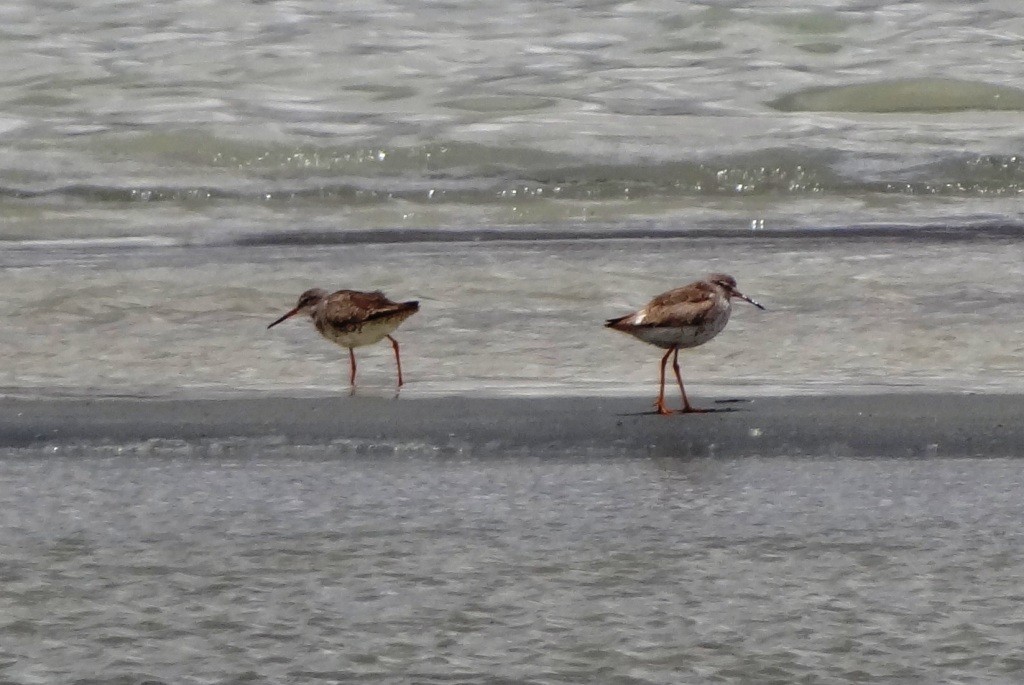 Common Redshank - ML104162701