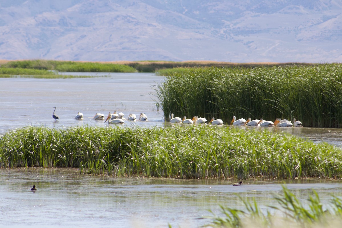 American White Pelican - ML104162851