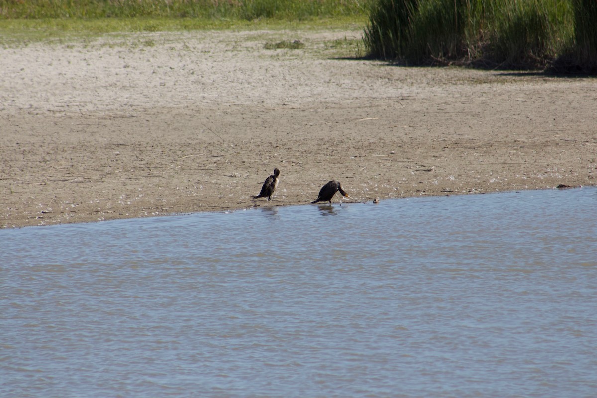 Double-crested Cormorant - ML104162881