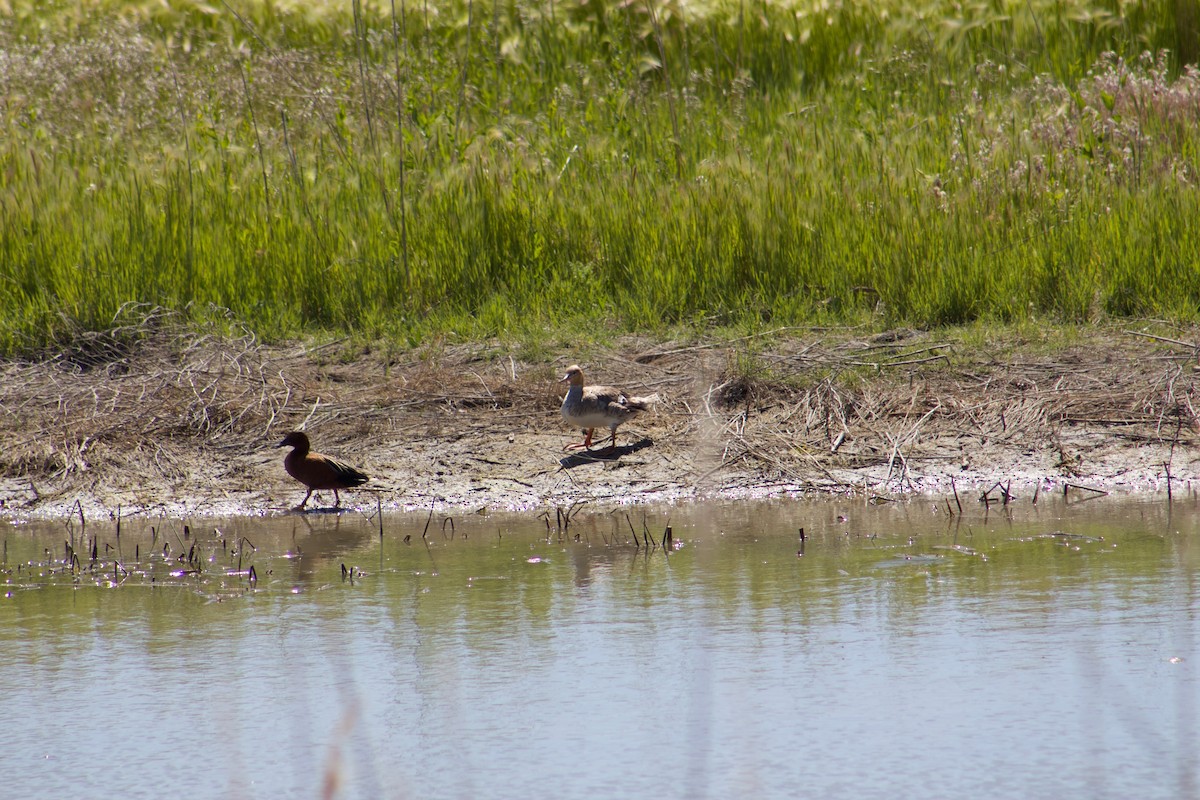 Red-breasted Merganser - ML104163001