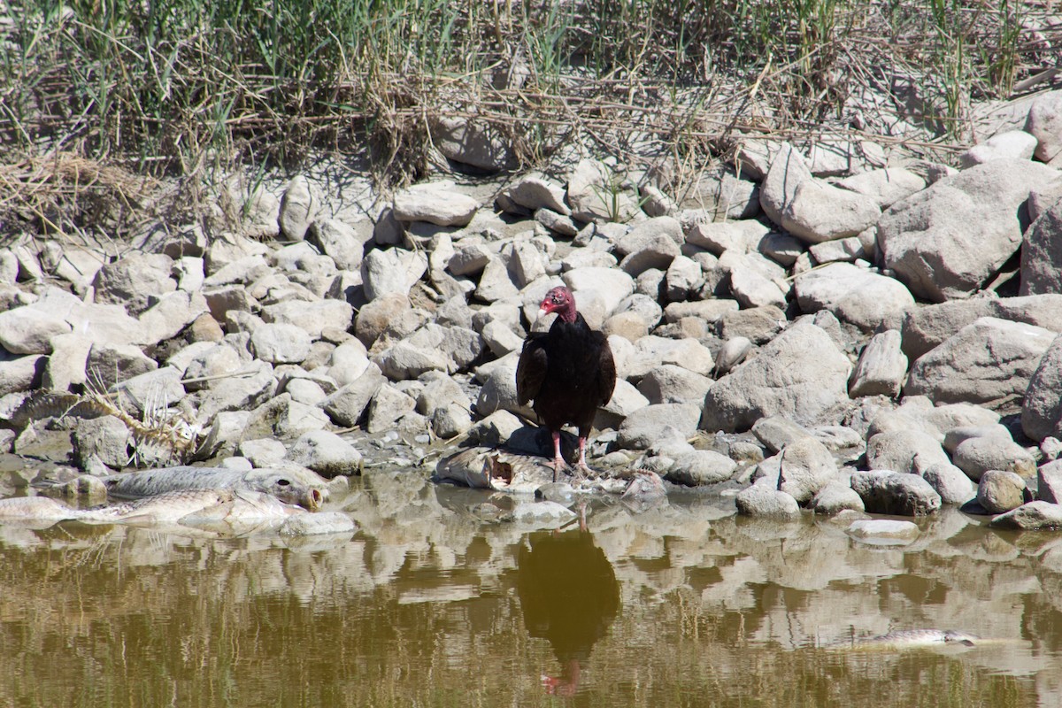 Turkey Vulture - ML104163121