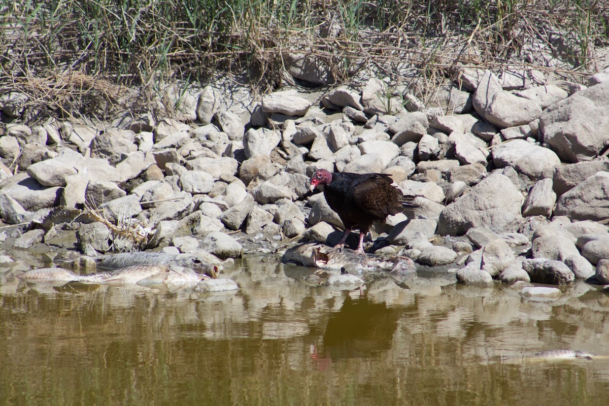 Turkey Vulture - ML104163141