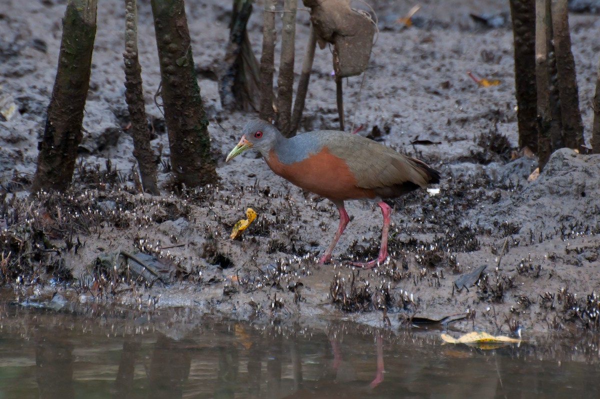 Little Wood-Rail - Marcos Eugênio (Birding Guide)