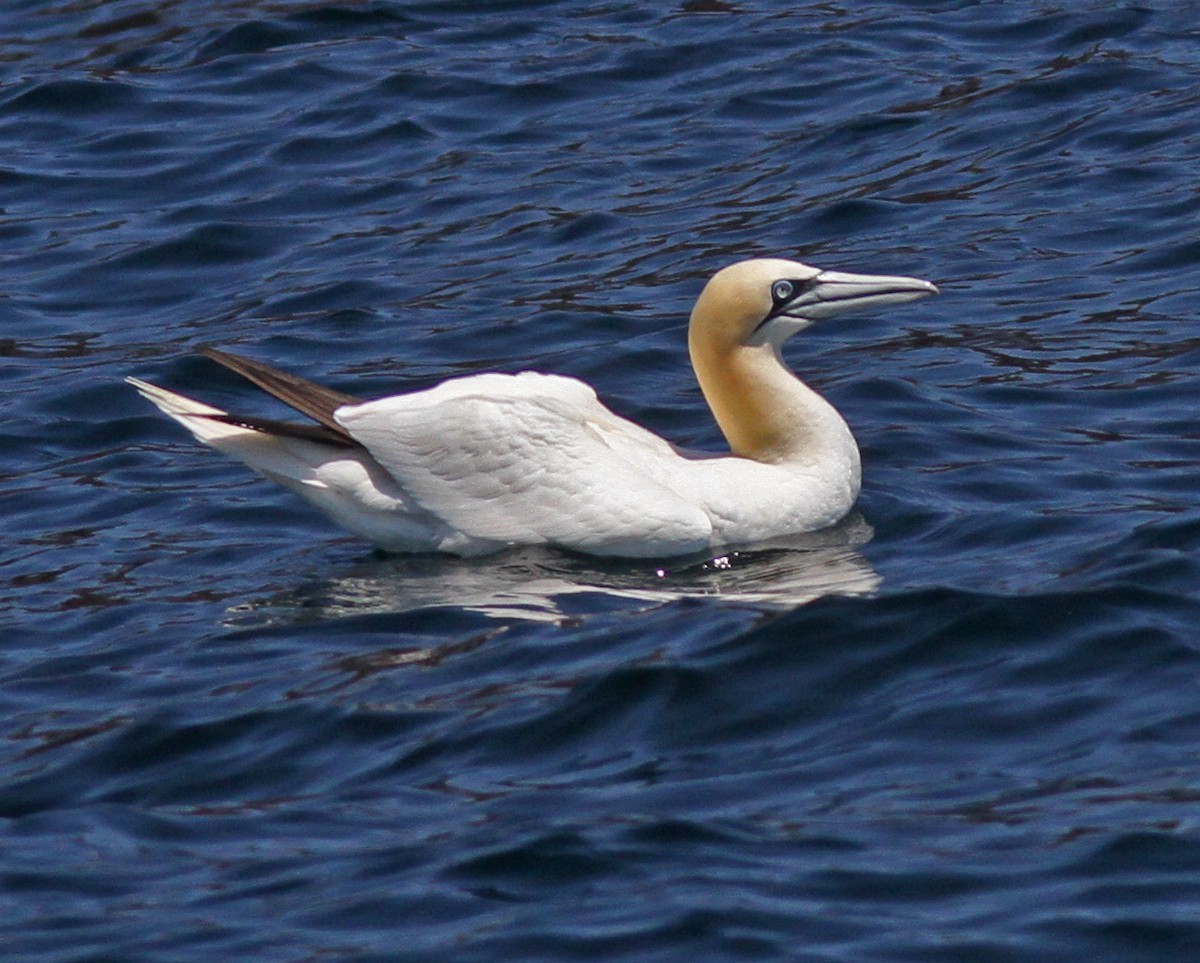 Northern Gannet - Larry Sirvio