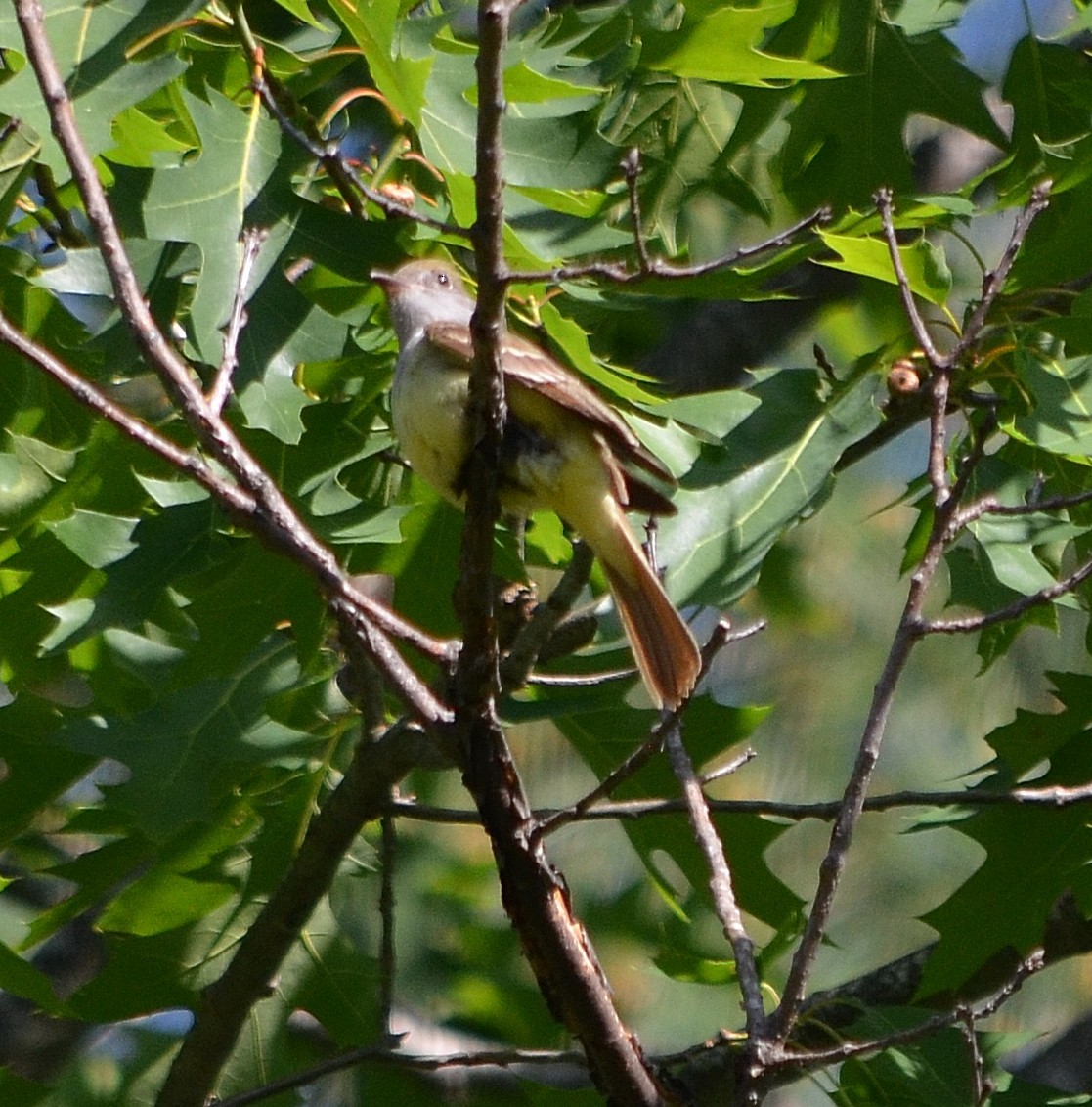 Great Crested Flycatcher - S. Andujar