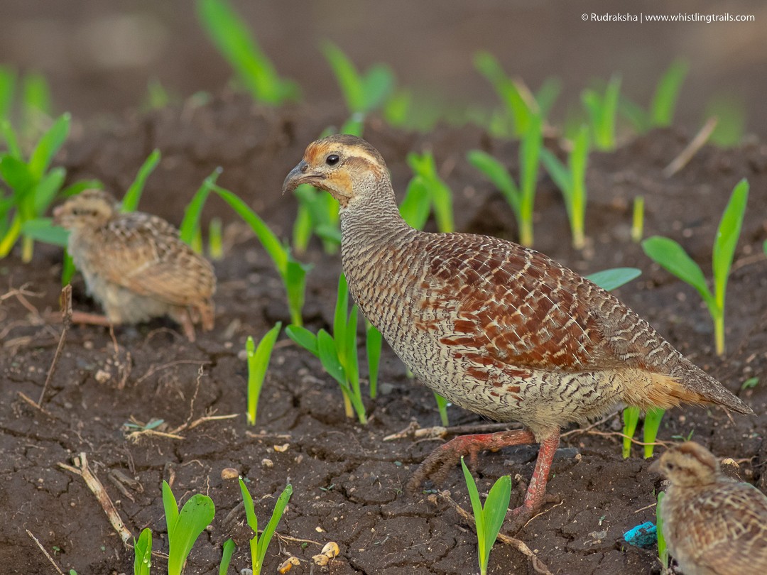 Gray Francolin - Rudraksha Chodankar