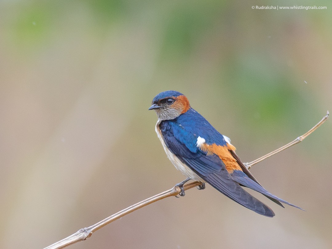 Eastern Red-rumped Swallow (Daurian) - Rudraksha Chodankar