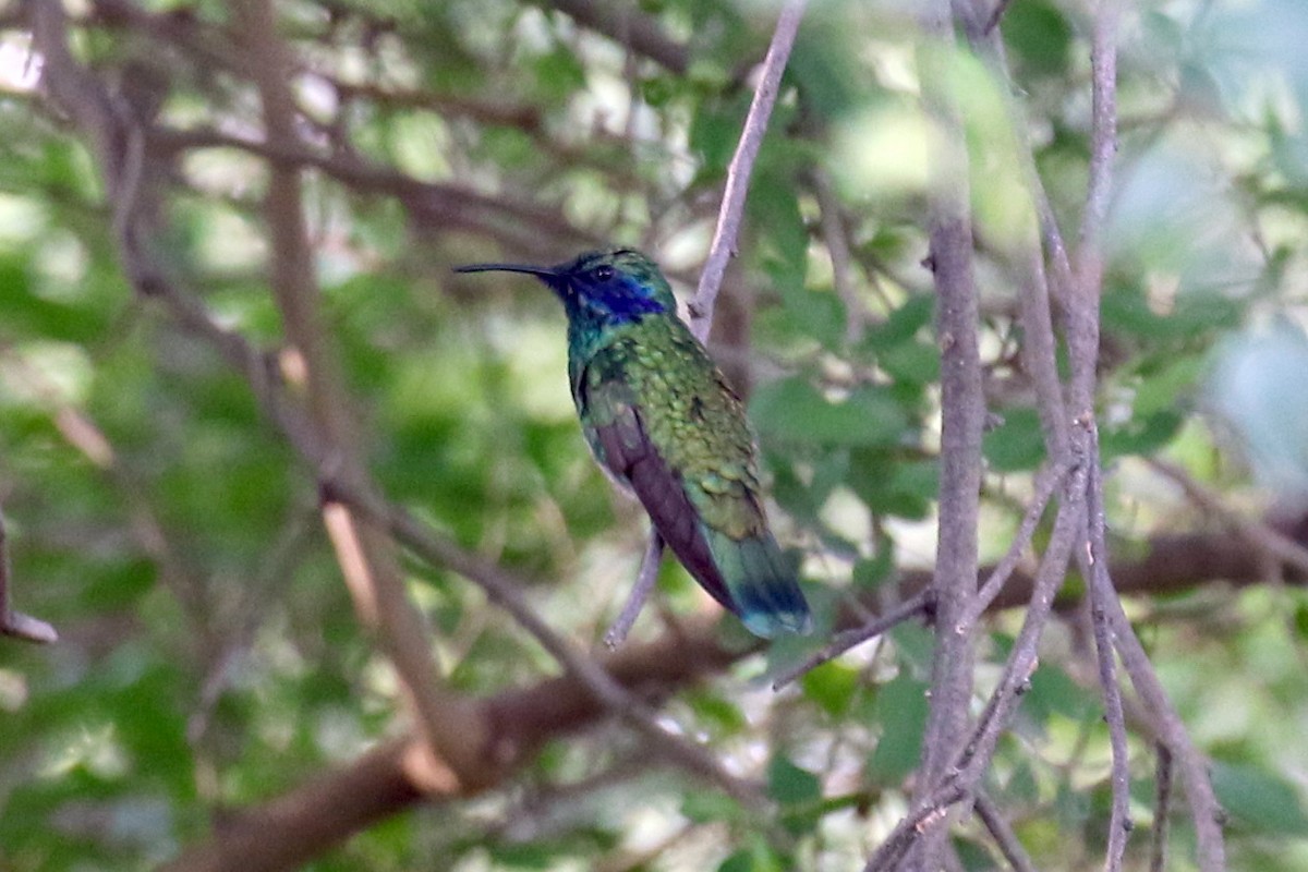 kolibřík zelený - ML104167961