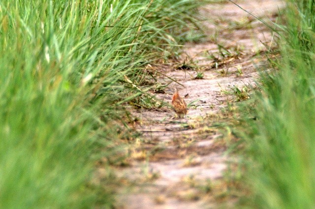 Yellow-legged Buttonquail - VIKRAM TIWARI