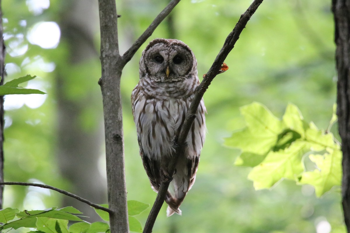 Barred Owl - Steve Myers