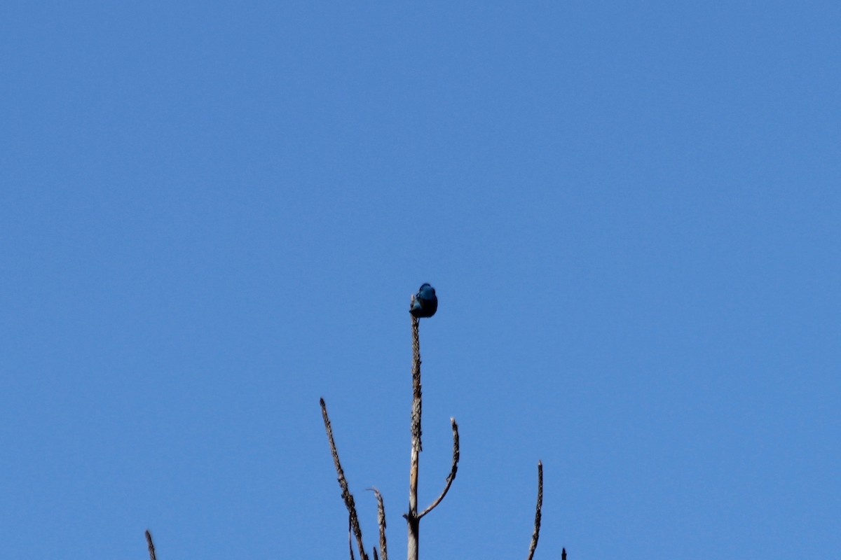 Passerin indigo - ML104168671