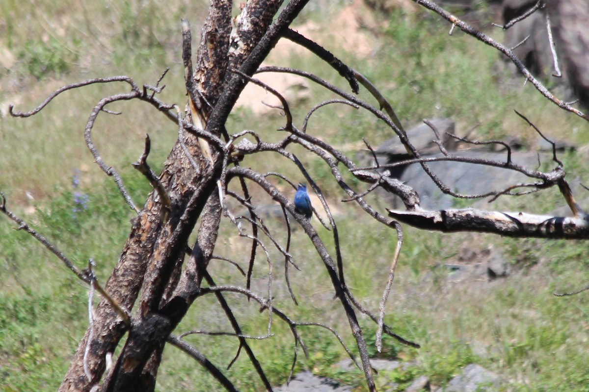 Passerin indigo - ML104168681