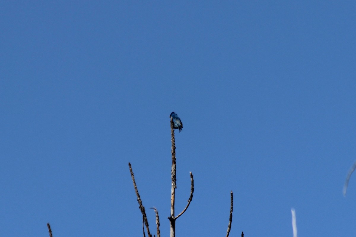 Passerin indigo - ML104168701