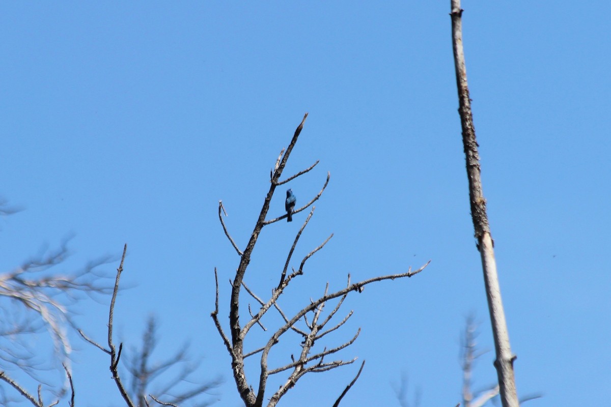 Passerin indigo - ML104168711