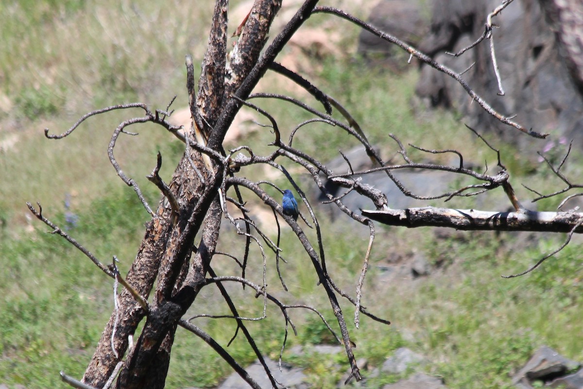 Passerin indigo - ML104168731