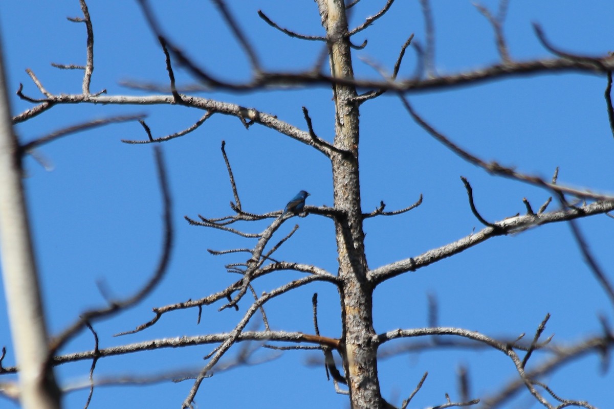 Passerin indigo - ML104168741