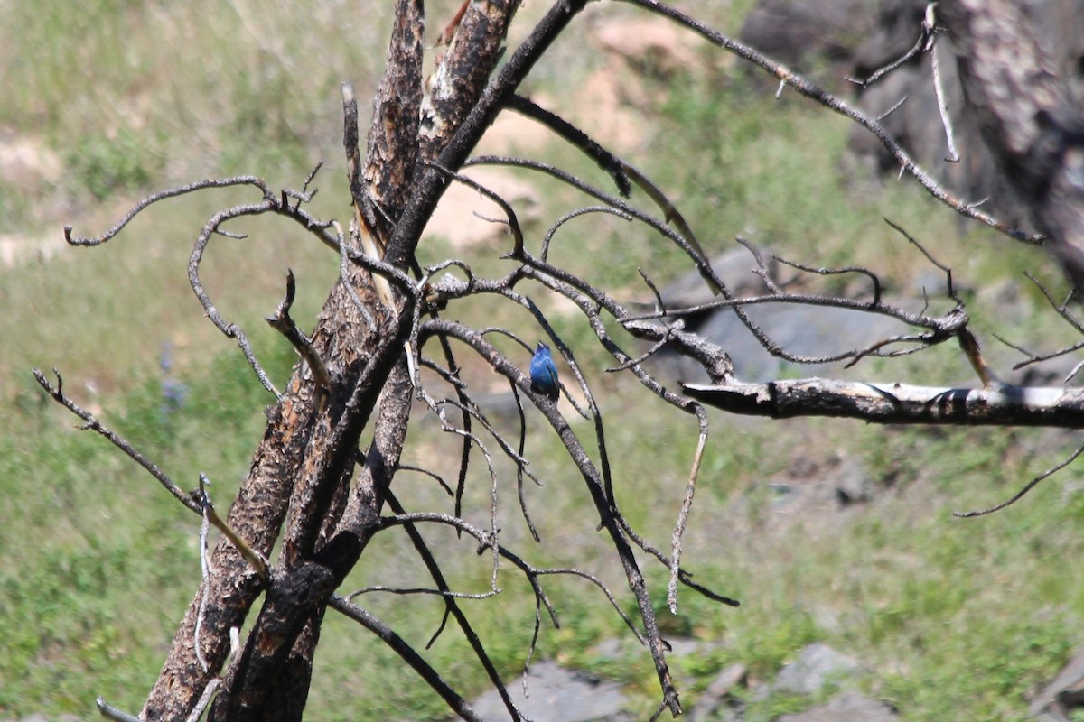 Passerin indigo - ML104168751