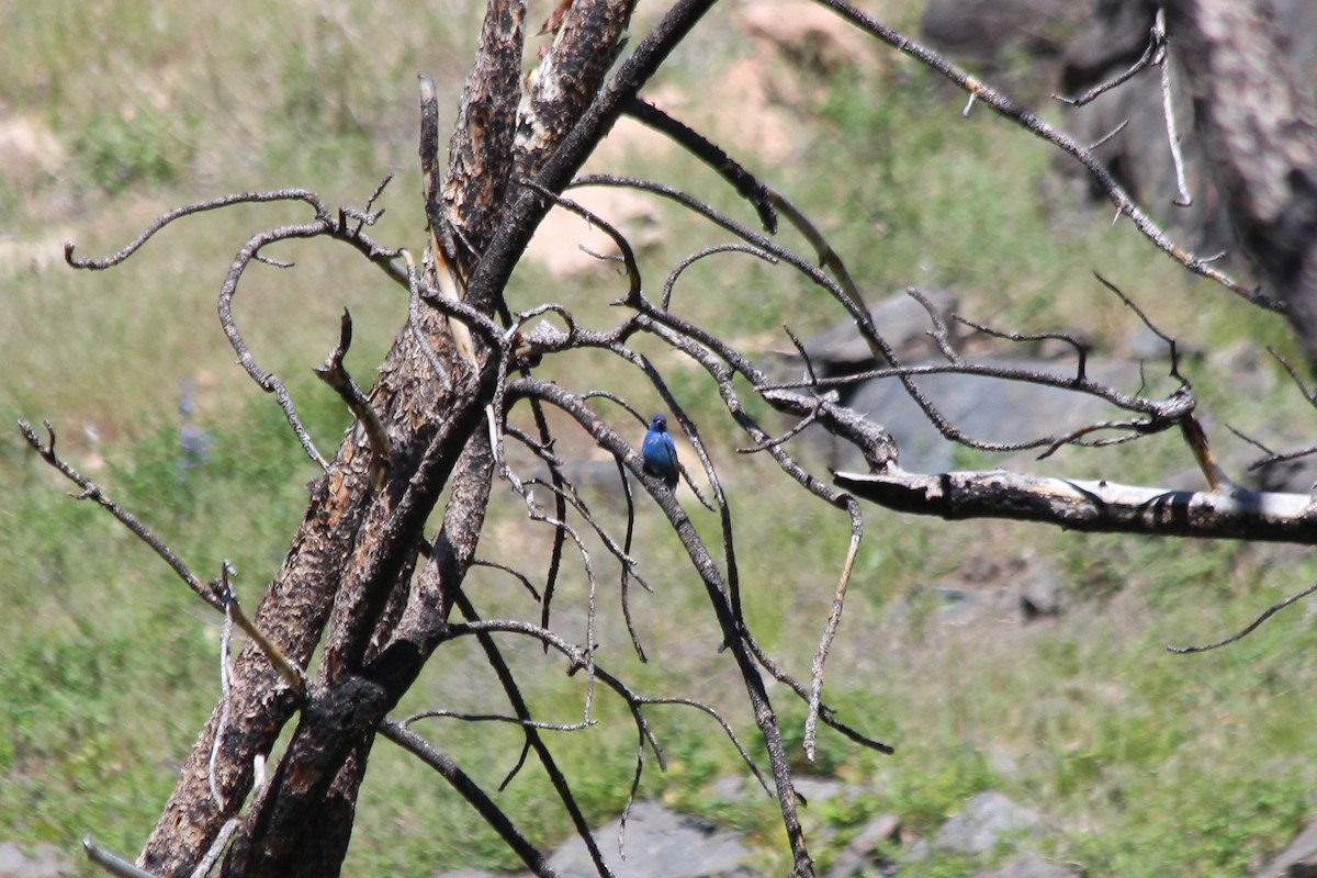 Passerin indigo - ML104168761