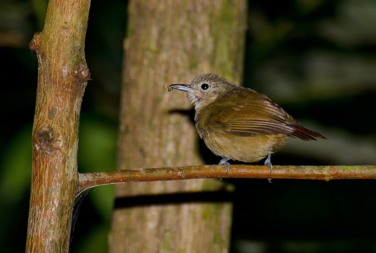 Unicolored Antwren - Marcos Eugênio Birding Guide